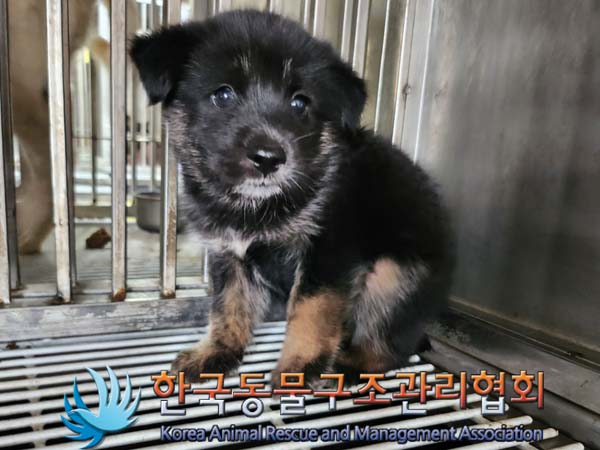 한국동물구조관리협회_441406202401221